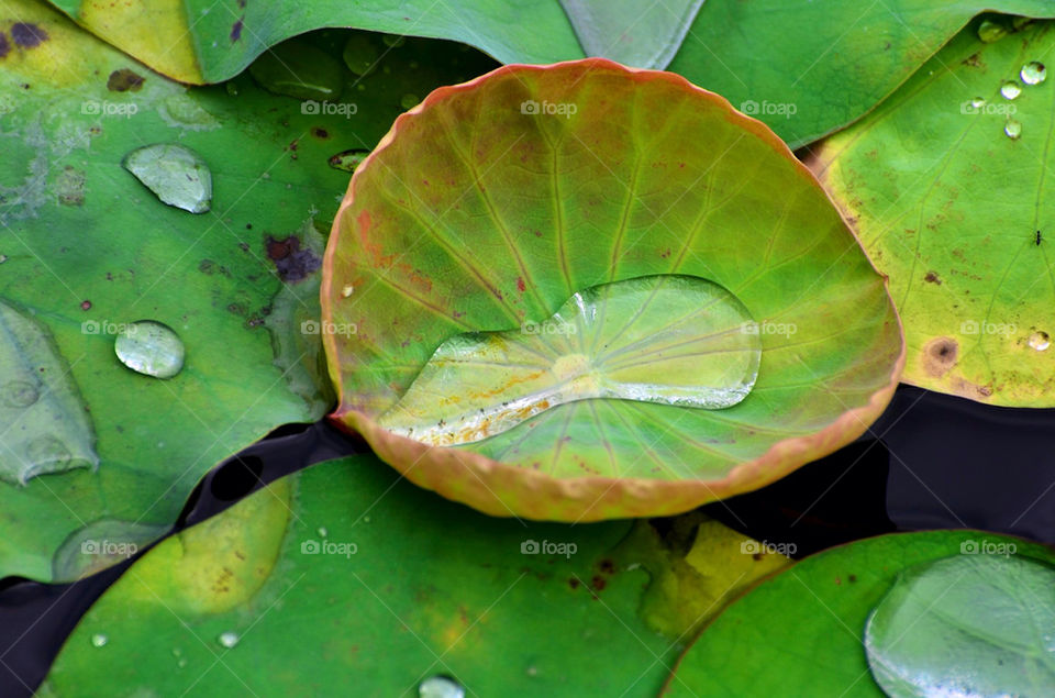green pond water plant by hkjohan