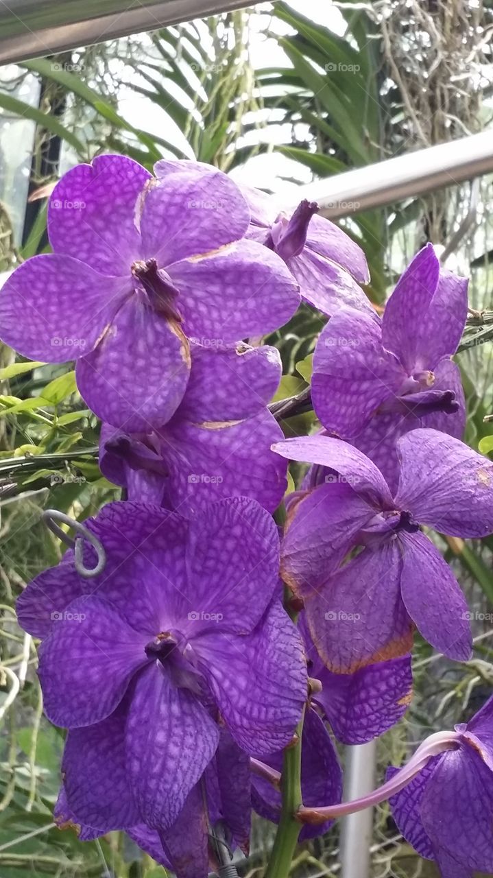 vanda