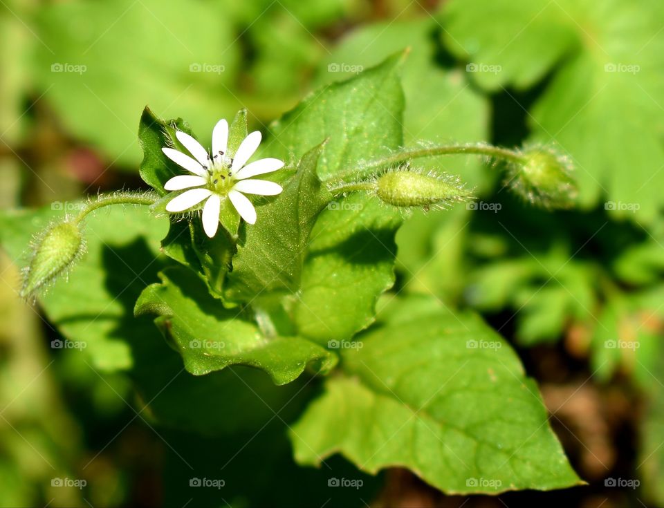 wild white flower