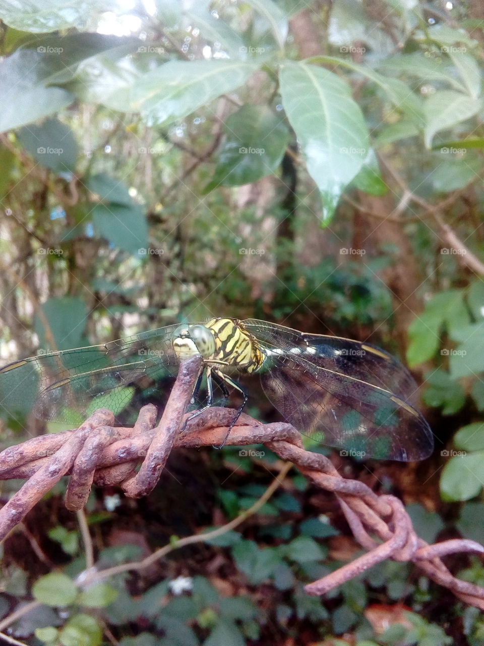 Dragonfly