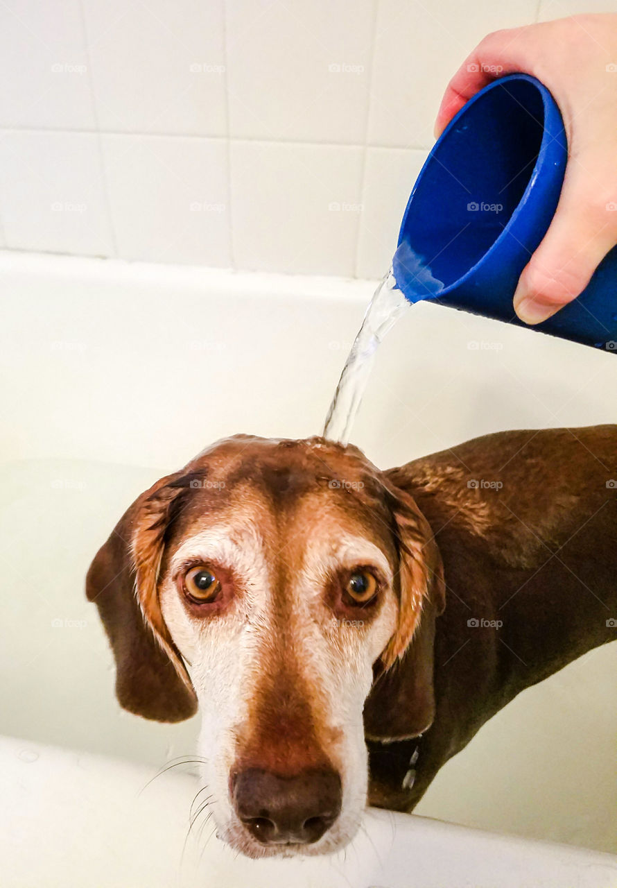 Warm bath water is better than the garden hose for doggy bathtime