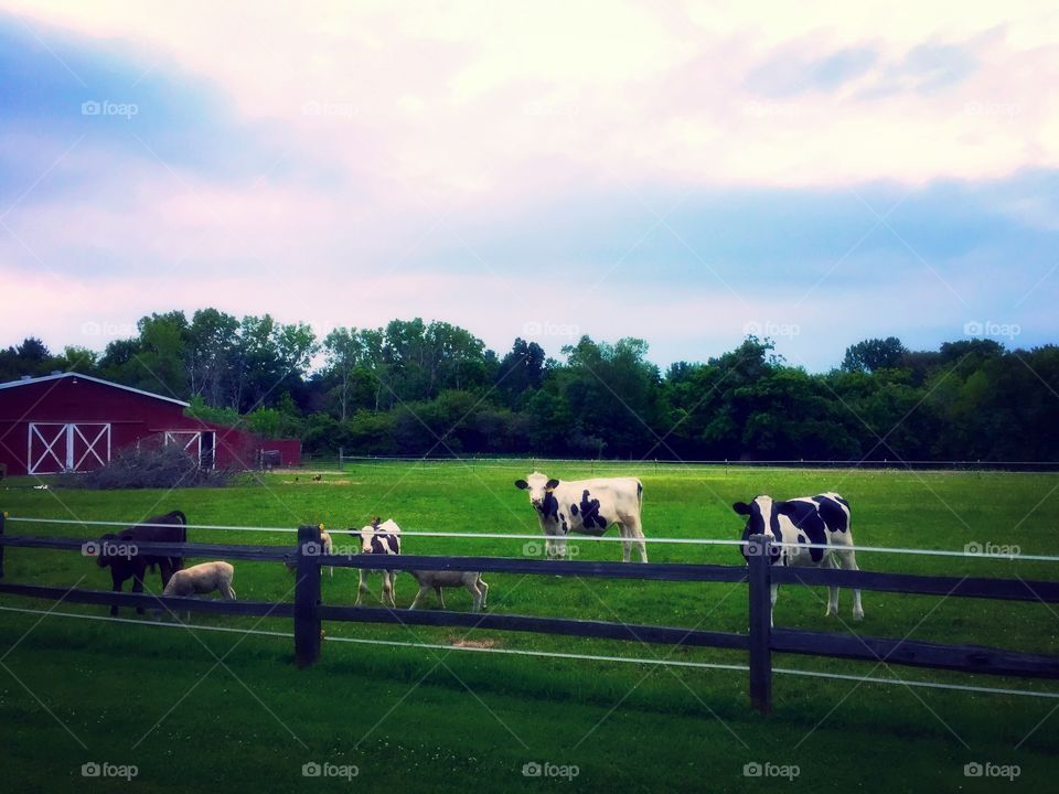 American Pasture 