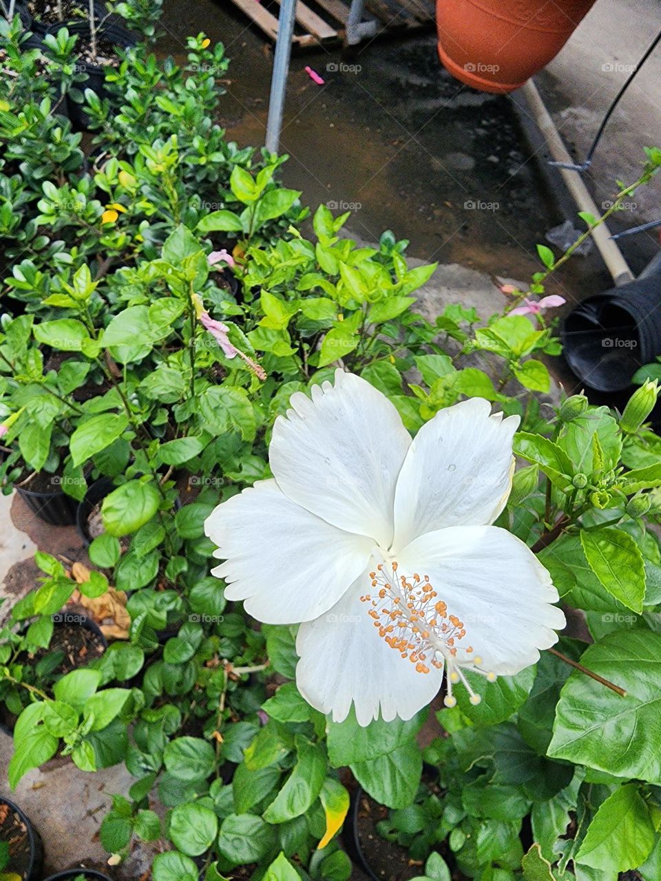 white Jamaican hibiscus