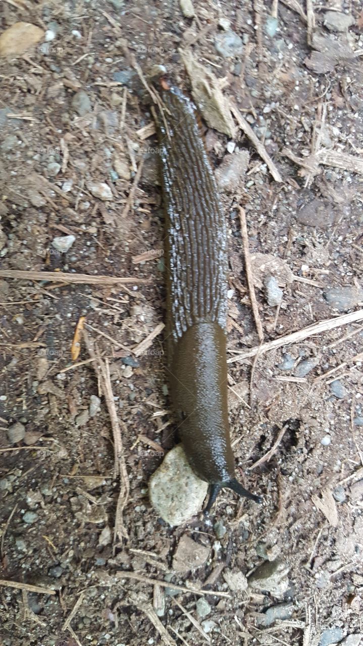 brown slug