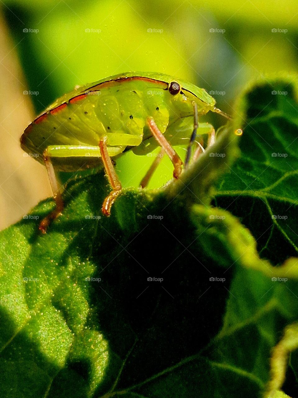 green bug