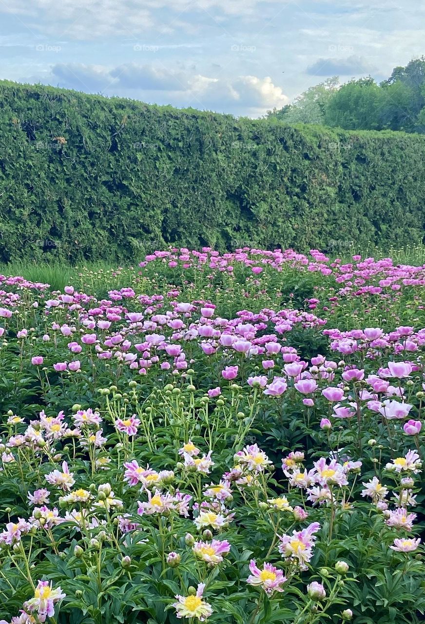 Beds of Peonies 