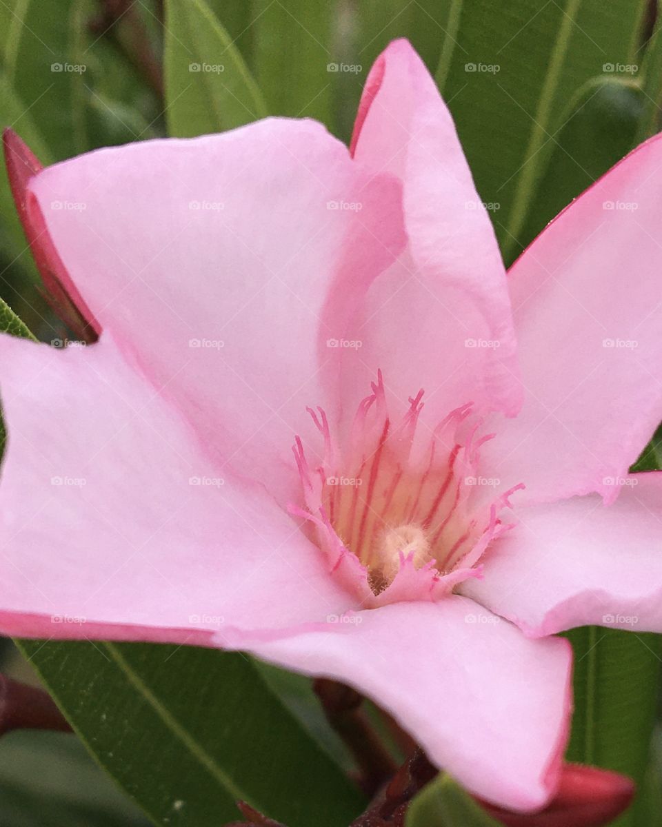 First flower of oleander : details