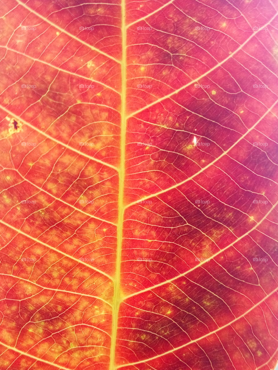 ripened rubber leaf..