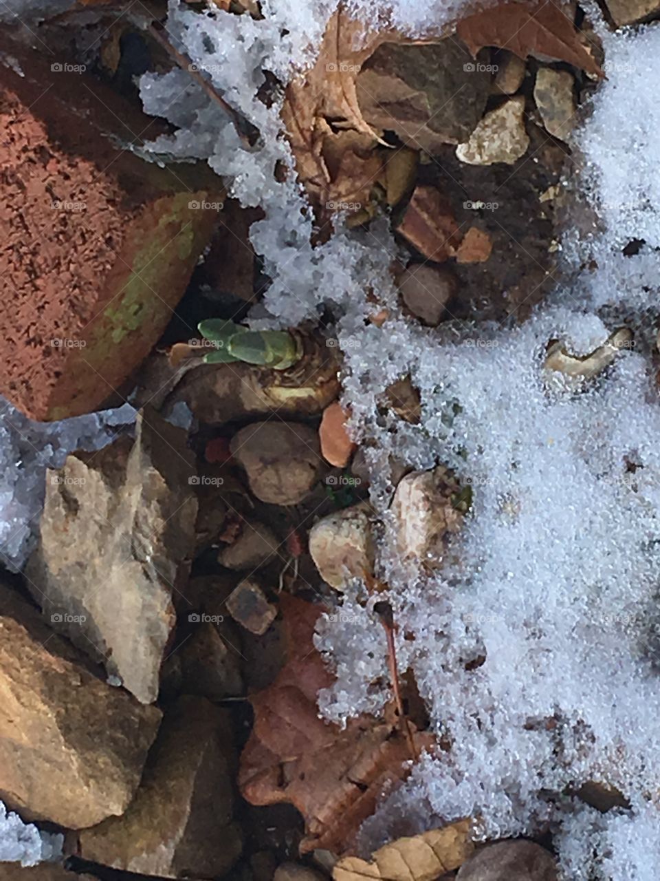 Easter lilies popping up through the snow and rocks. Soon spring will be here! 