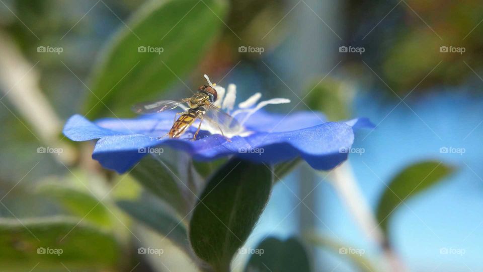 Fly on a Flower