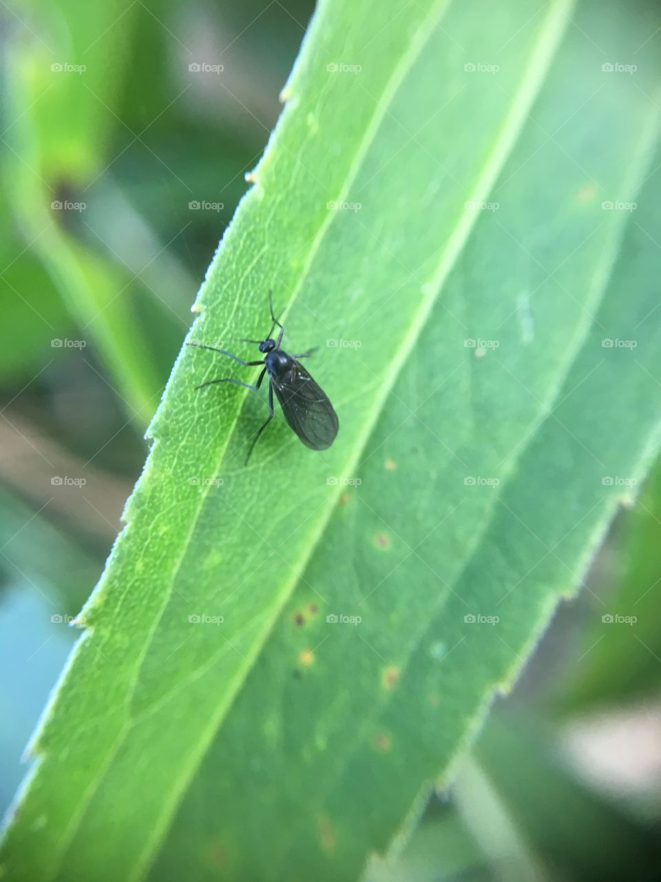 Tiny bug