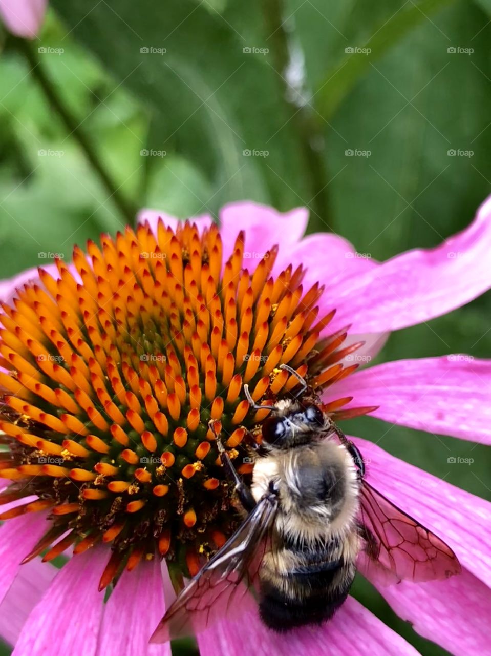 Macro image of a fuzzy bee on a pink cone flower (Echinacea flower) siphoning nectar or pollen from the head of the flower 
