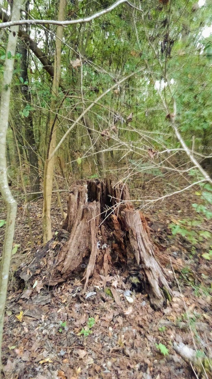 old stump in the woods