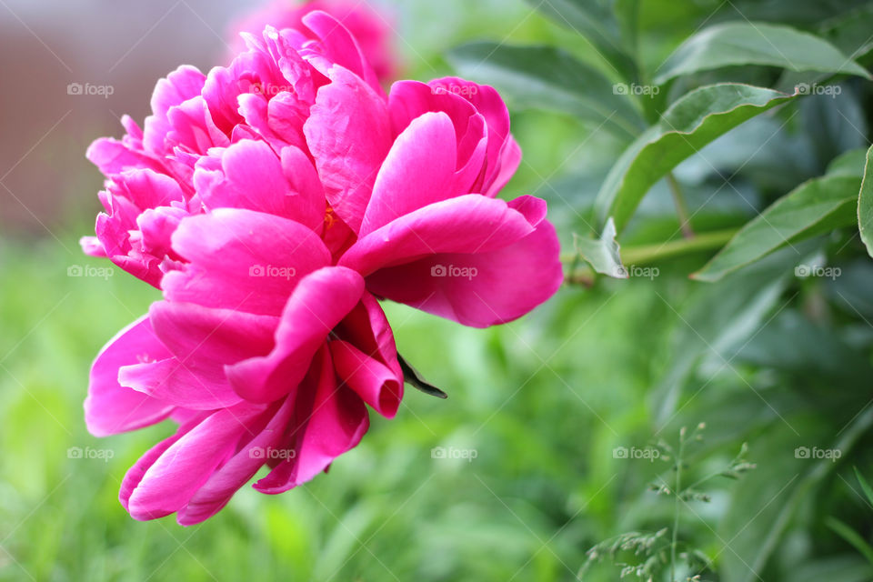 Peony, peonies, roses, pink, red, white, flowers, bouquet, summer, sun, nature. Landscape, still-life, village, flowerbed, plant, vegetation, grass, decor, fluffy, fluffy flowers, bulk flowers, plush flowers, petals, buds, leaves