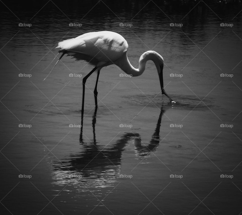 Great egret in black and white 