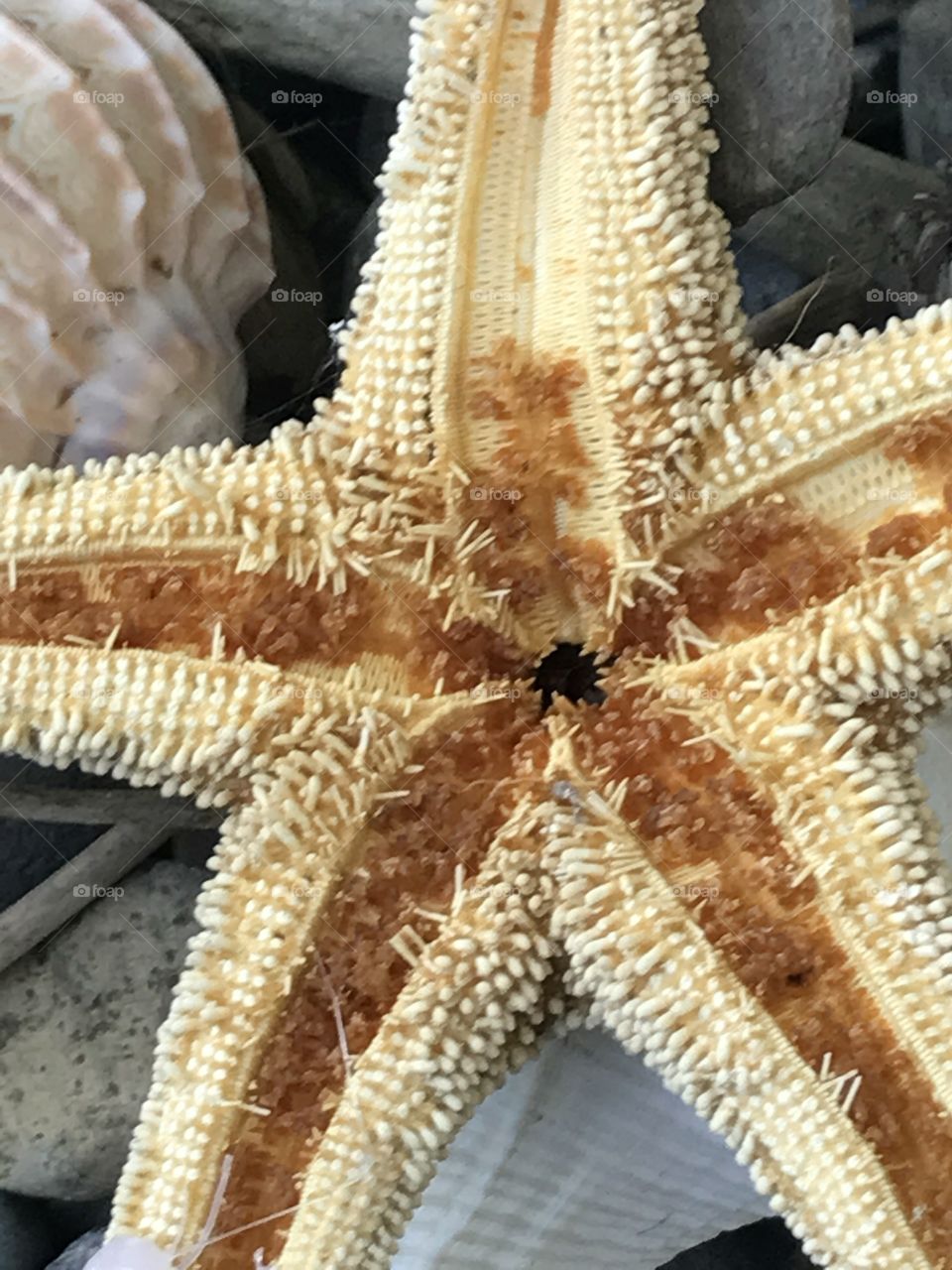 Starfish up close 