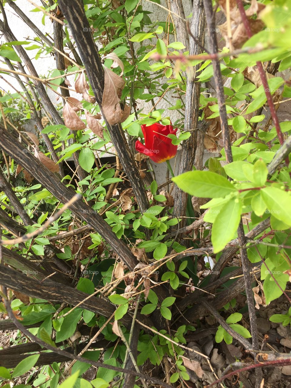 Red and Yellow Tulip in A Big Bush