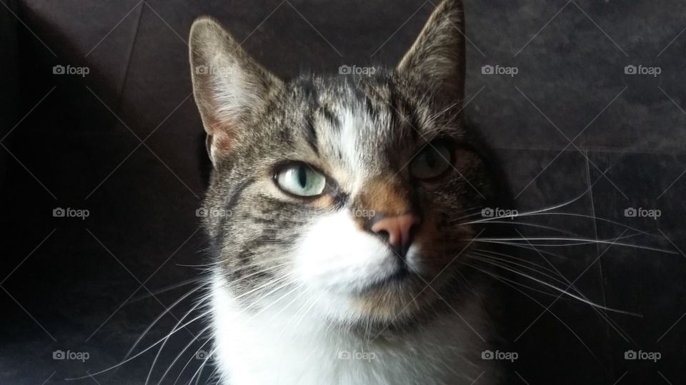Cat looks past the camera