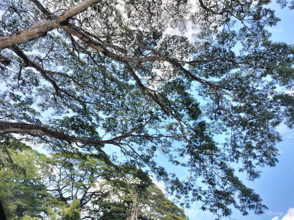 Trees in the sky