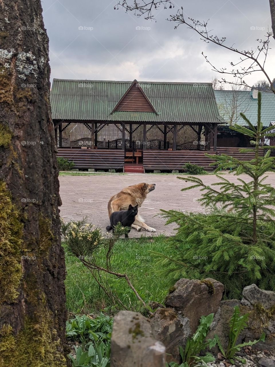 Friendship of dog and cat