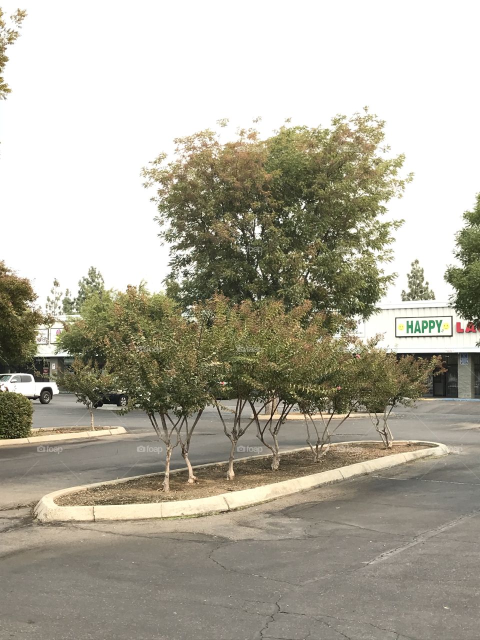 A row of big plants in the parking lot.