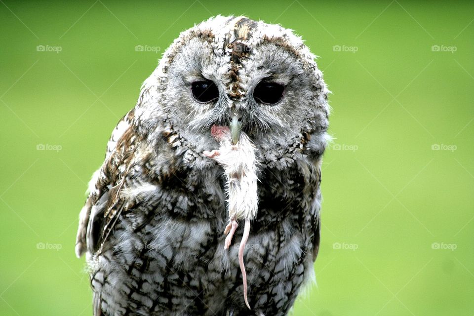 Owl with dinner 