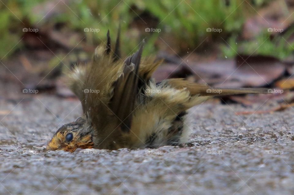 ruby bathing in a small puddle during rain