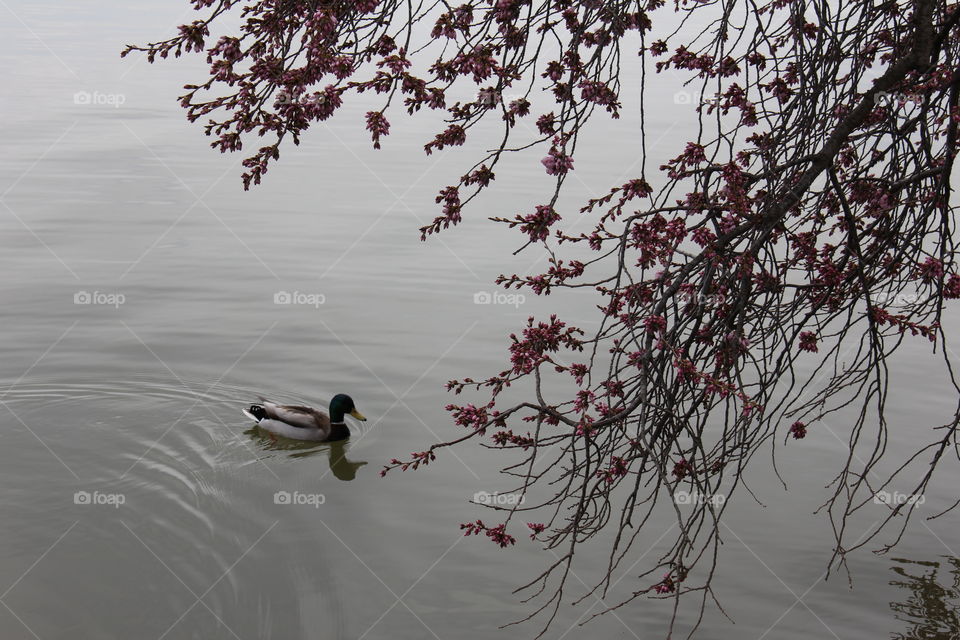 Duck swimming by cherry blossoms