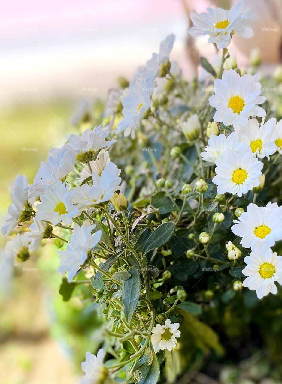 plants and flowers