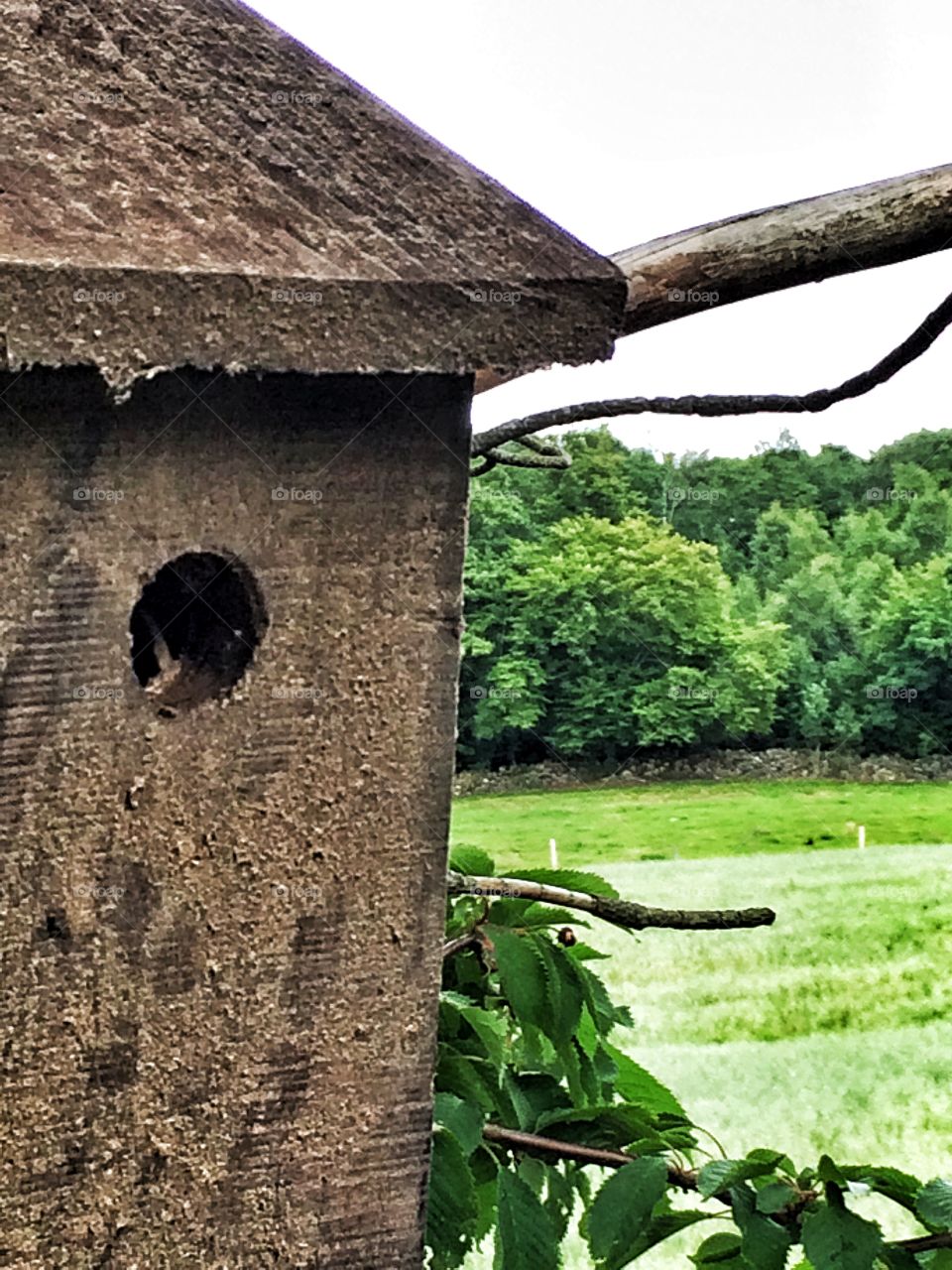 Birds house