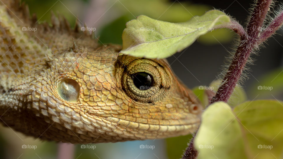 Chameleons or chamaeleons (family Chamaeleonidae) are a distinctive and highly specialized clade of Old World lizards with 202 species described as of June 2015.
✓full screen view is recommended (landscape view)