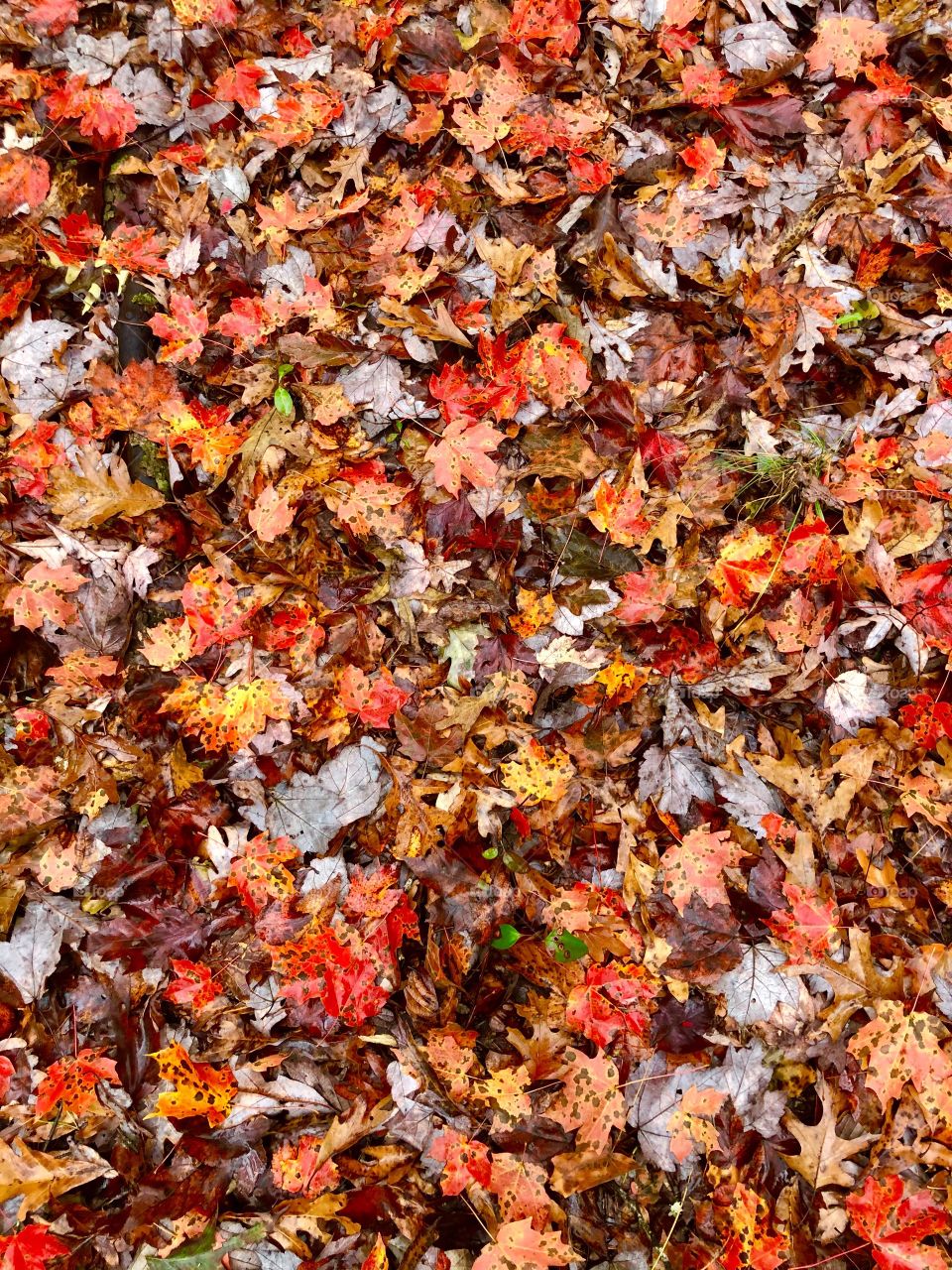 Colorful autumn leaves 