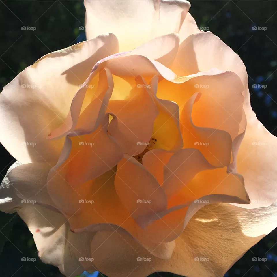 La Rose