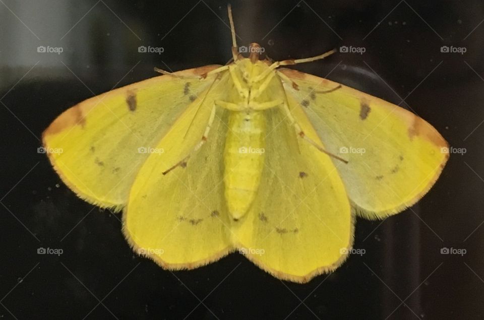 Underside of bright yellow moth at night