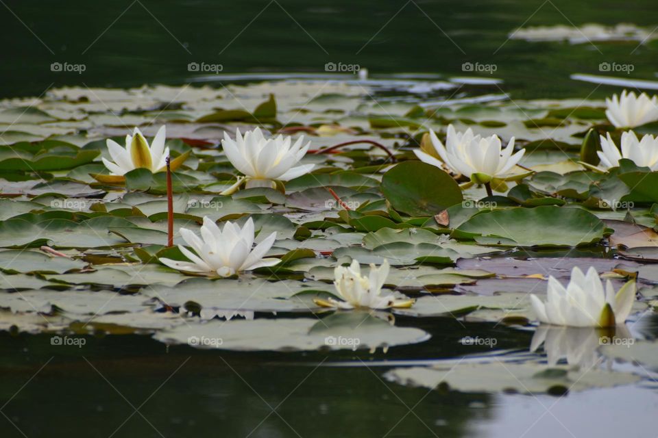 White water lilies