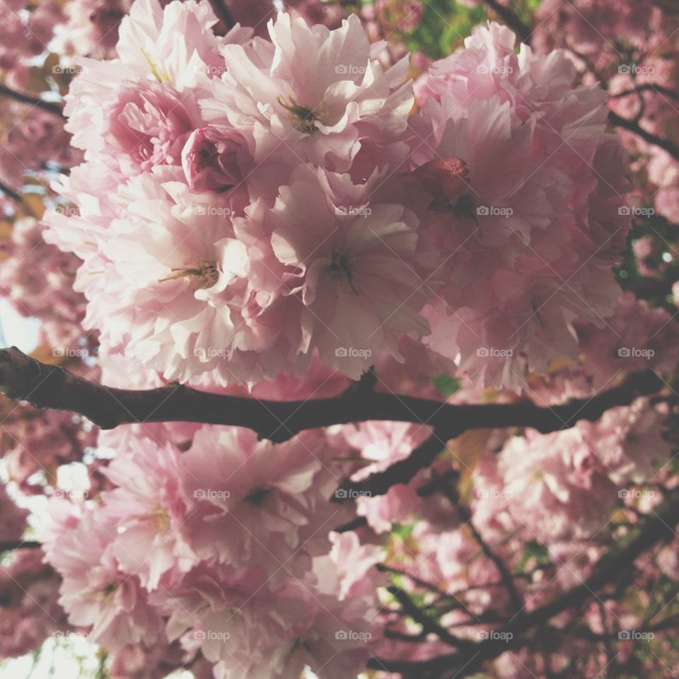 Cherry blossom