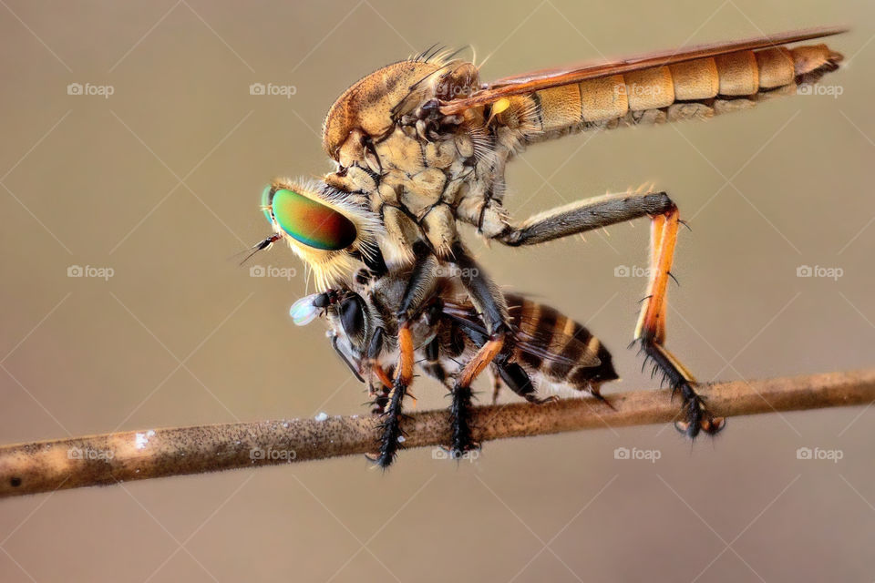 Robberfly eating a bee