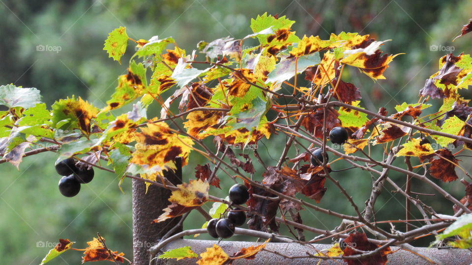 Leaf, Fall, Nature, Fruit, Tree