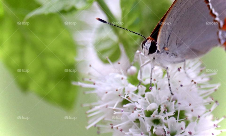 A lovely Martial Scrub Hairstreak rests and savors  the nectar of a flowering mint plant 