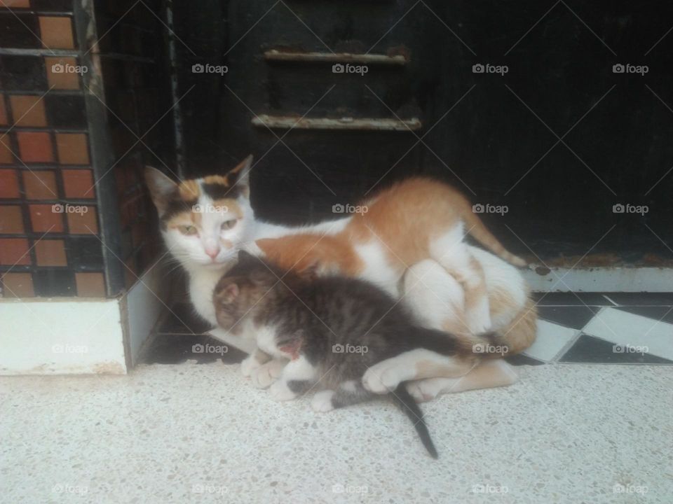 Beautiful cat with its baby cat.