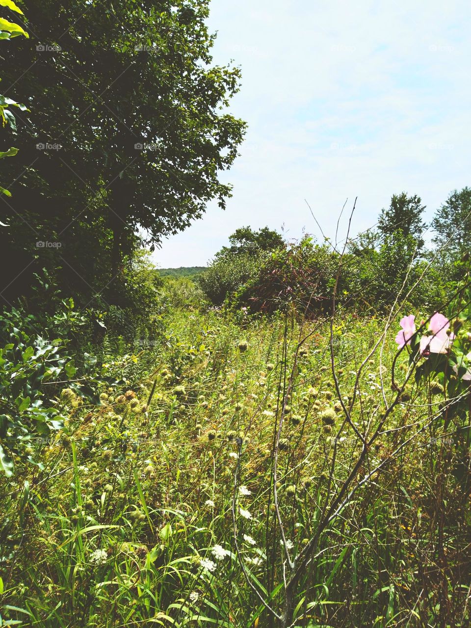 Field of flowers