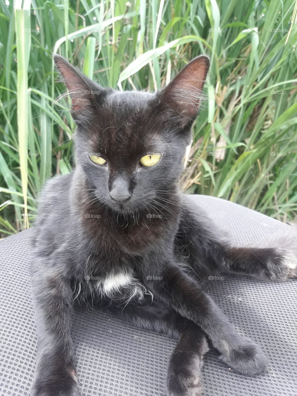 Gatinha curtindo a cadeira