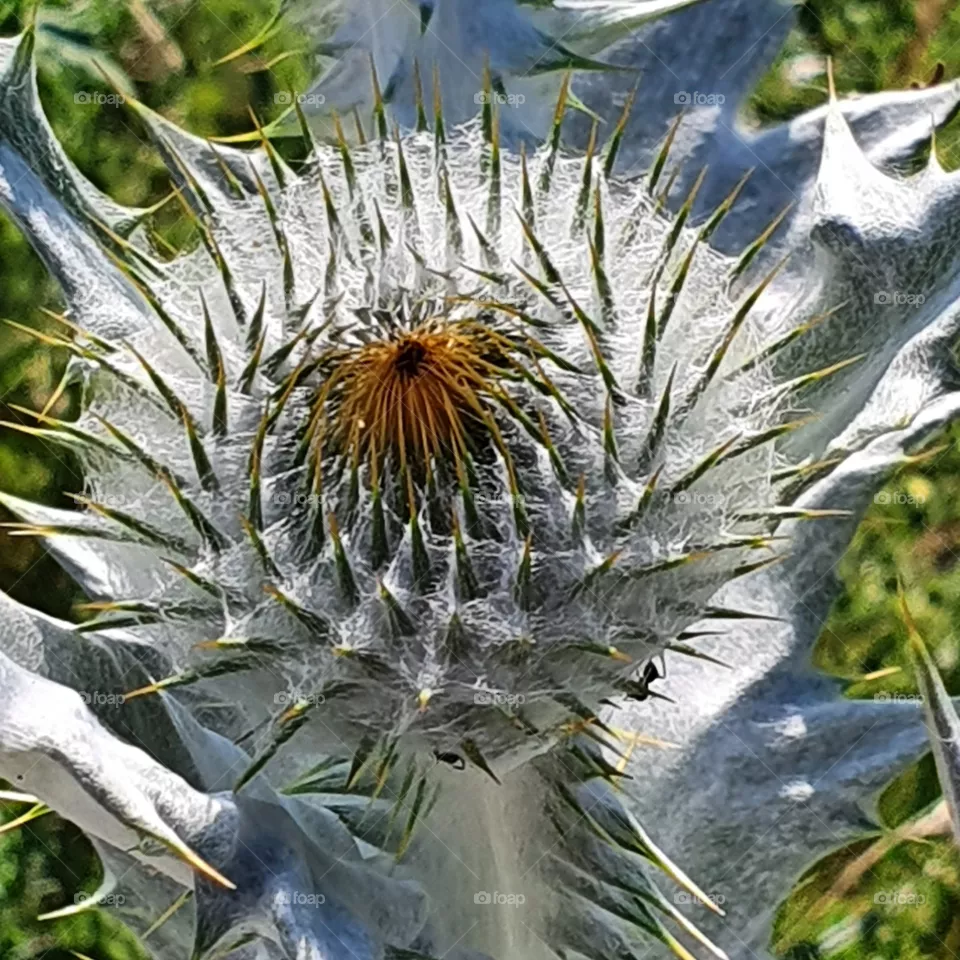 Silberdistel