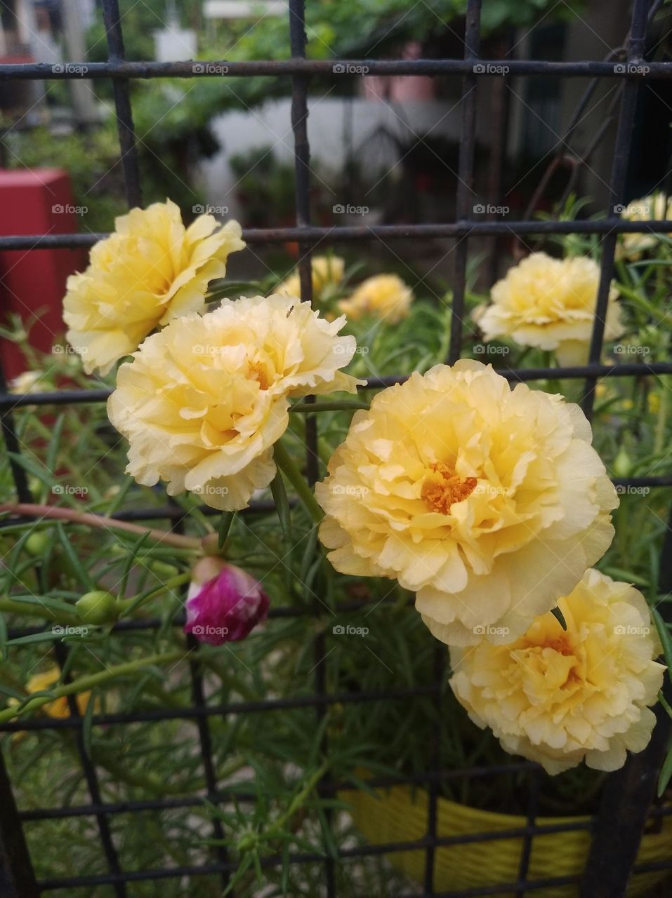 yellow flower seasonal fresh shurb small size looks very beautiful generally found everywhere