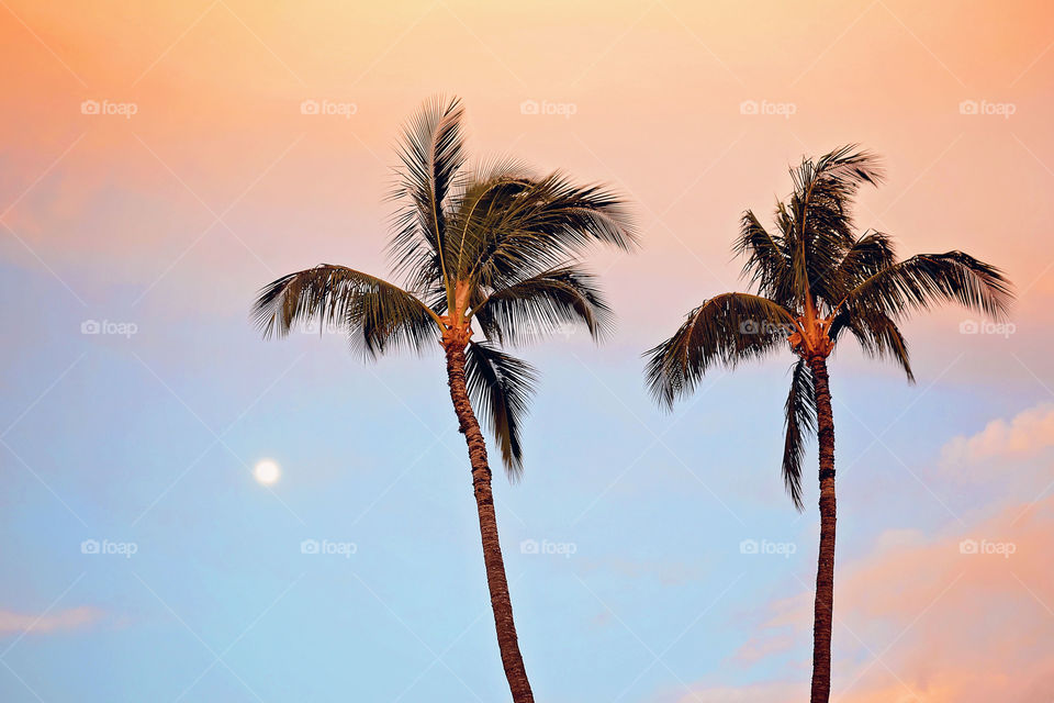 Low angle view of palm trees during sunset