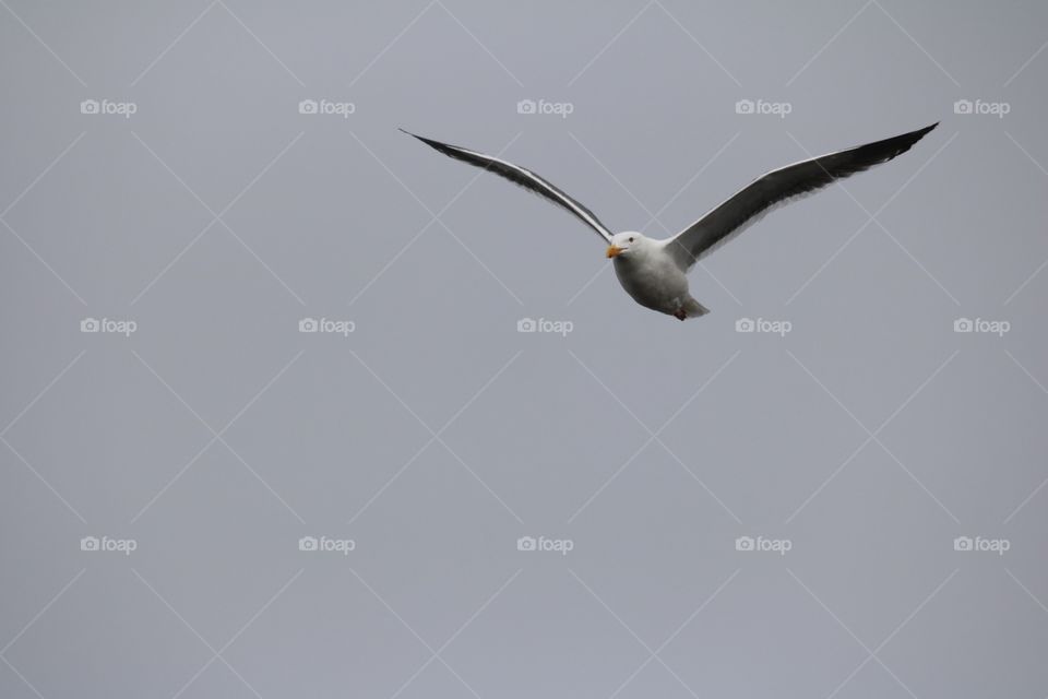 Seagull flying 