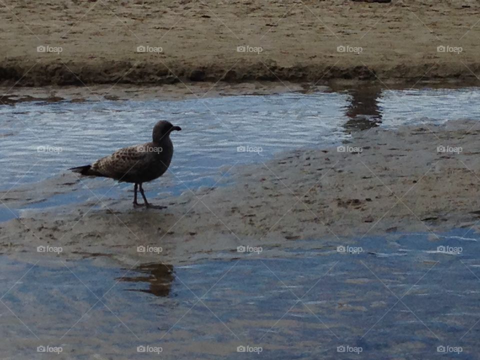 Bird, Water, No Person, Wildlife, Seagulls