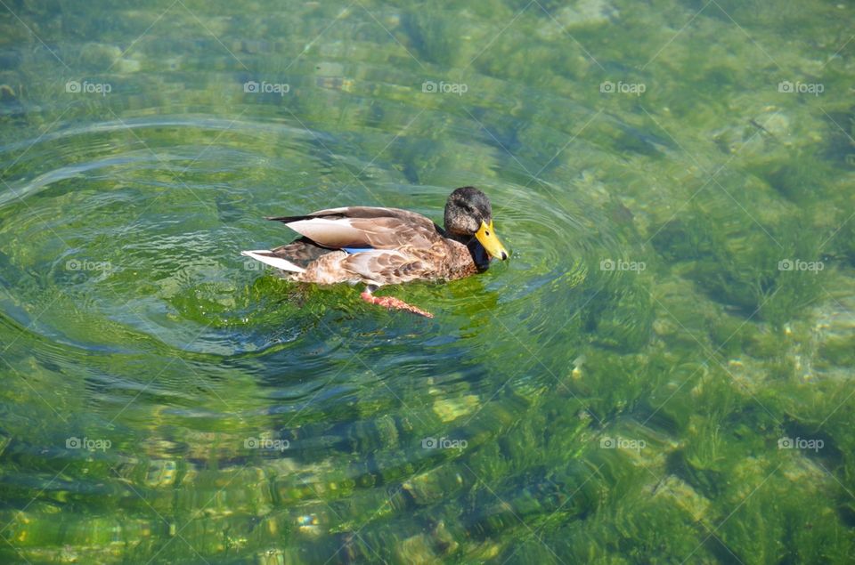 Water, No Person, Swimming, Bird, Duck