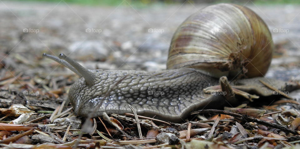 snail