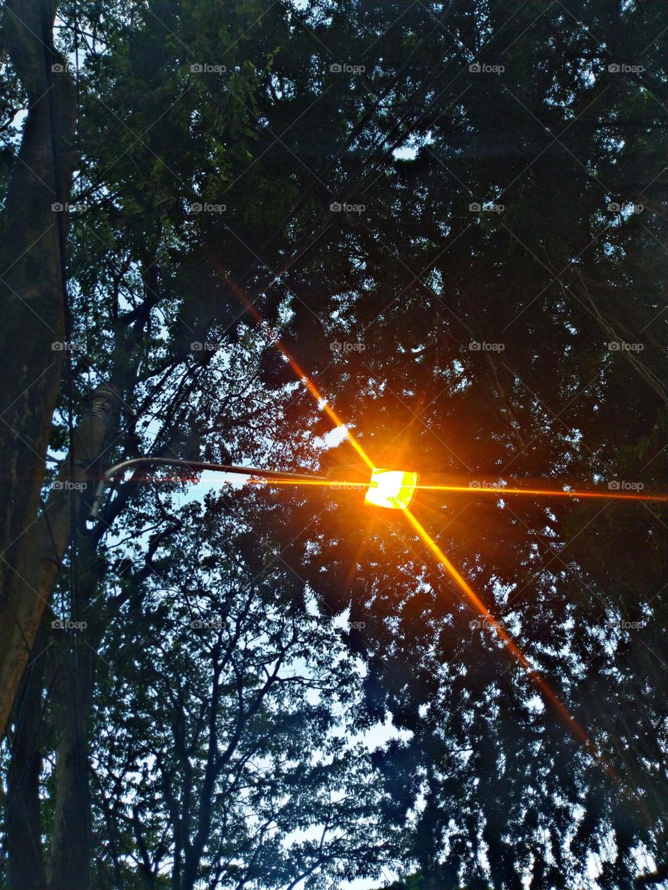 Under the bringin tree there is a light that is up in the evening